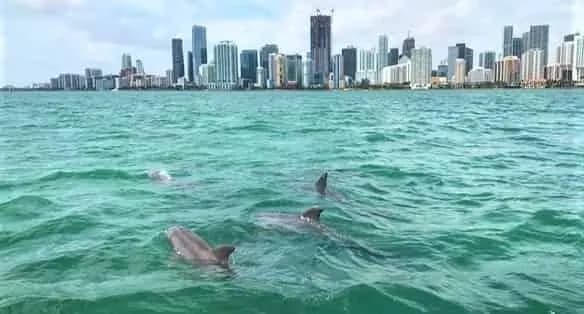 Dolphins swimming next to the boat in Biscayne Bay